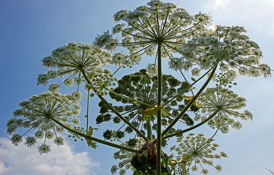 Jätteloka, Heracleum mantegazzianum