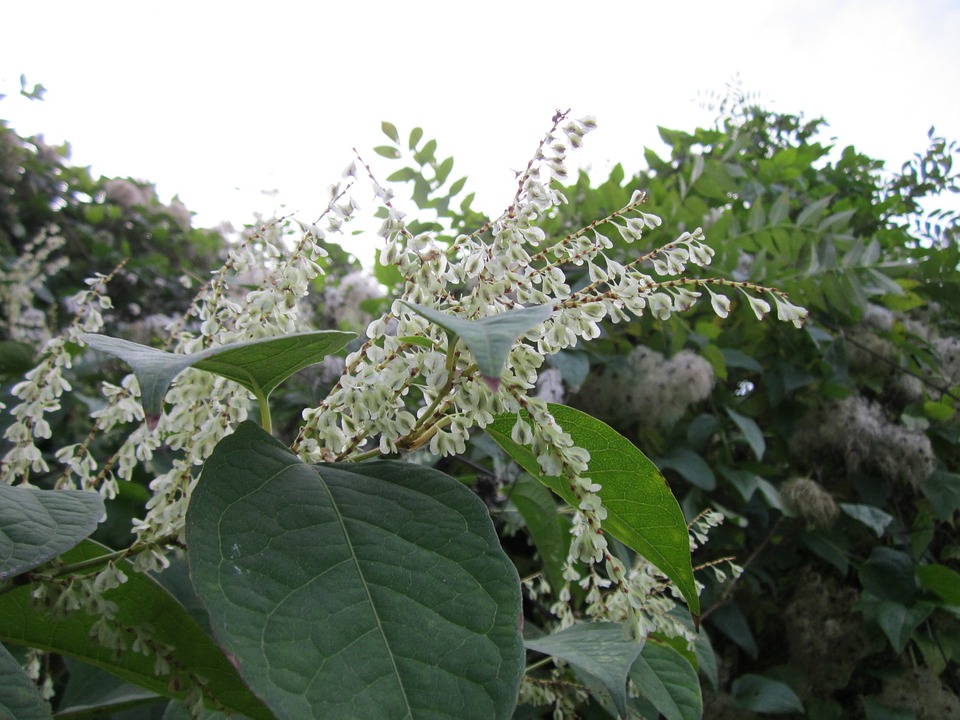 Parkslide, Reynoutria japonica,
tidigare Fallopia japonica