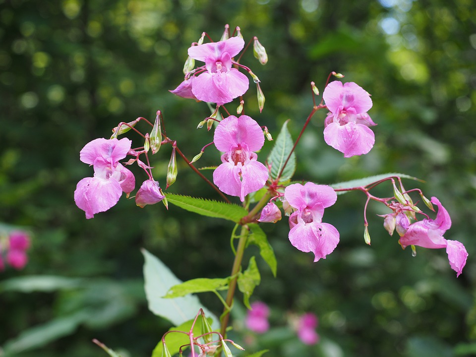 Jättebalsamin (Impatiens glandulifera)