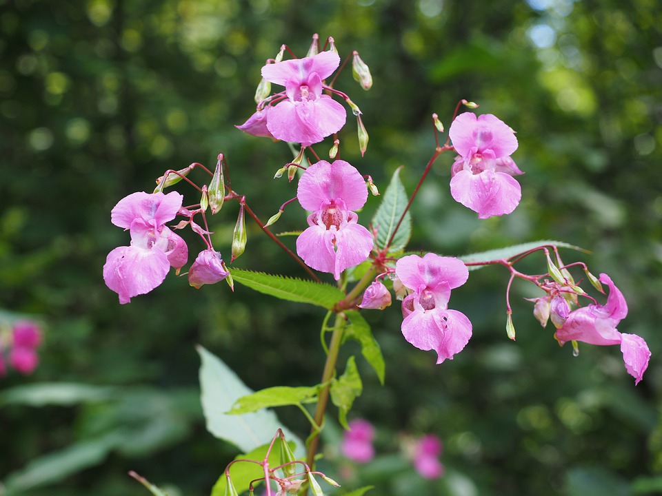 Jättebalsamin (Impatiens glandulifera) 