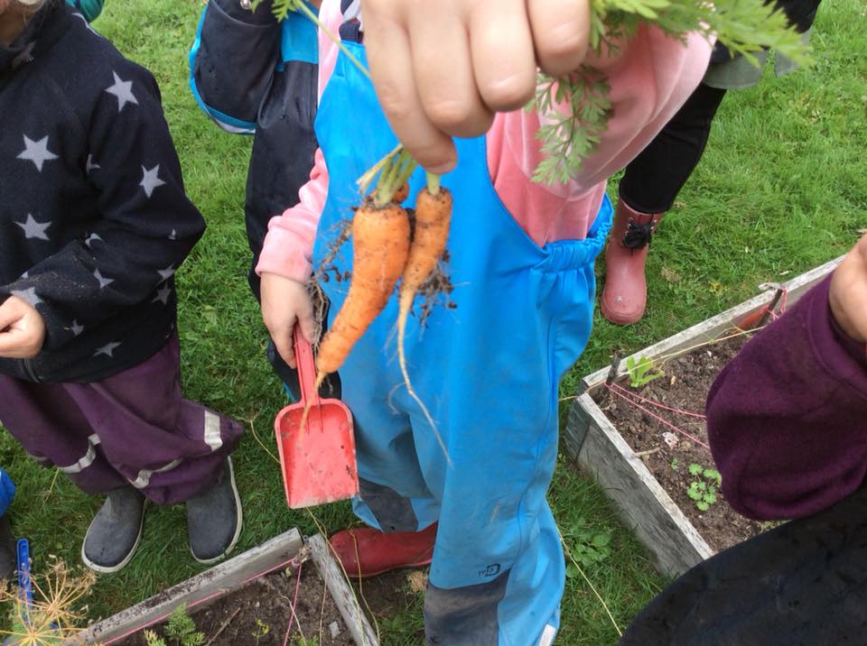 Barn skördar morötter i trädgården på Bjärsjölagård förskola.