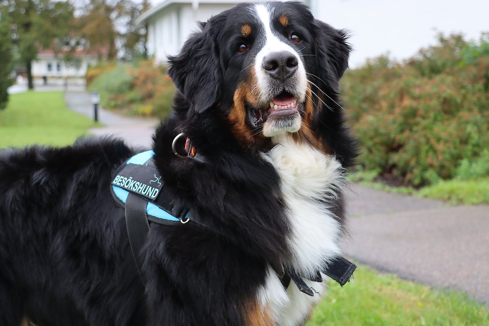 Besökshunden Winnie, Sjöbo kommun.