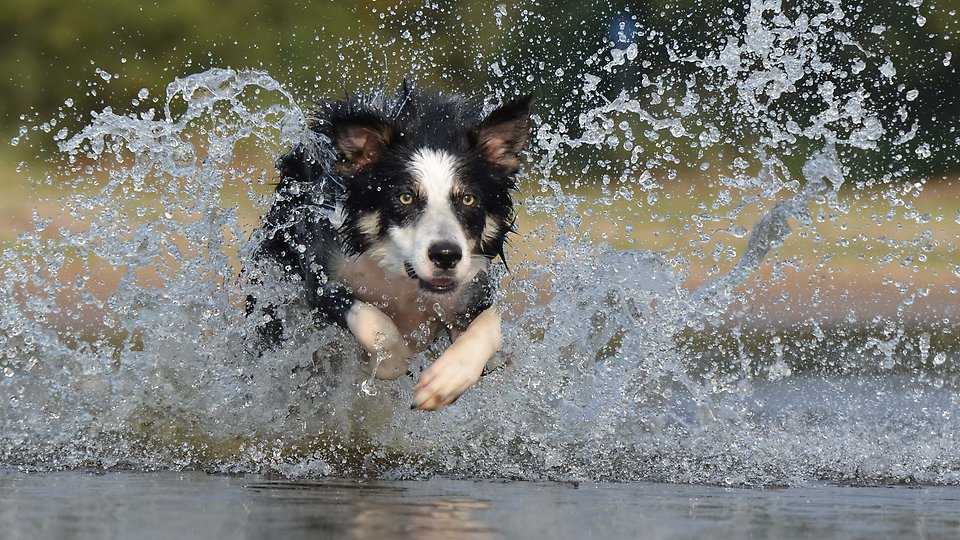 Hund springer genom vattnet i ett vattenbryn. Vattnet stänker.