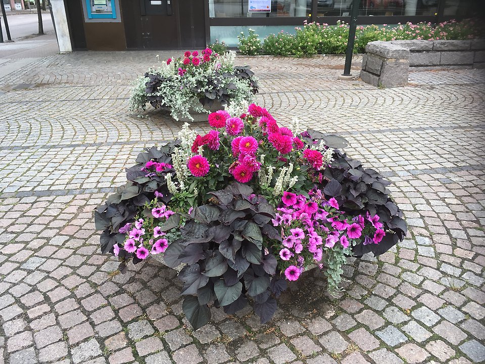 Sommarblommor