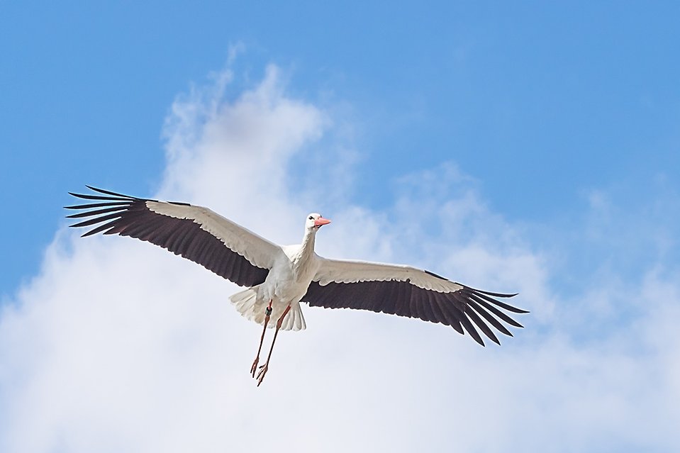 Flygande stork med stort vingspann, symbol för Biosfärområde Storkriket