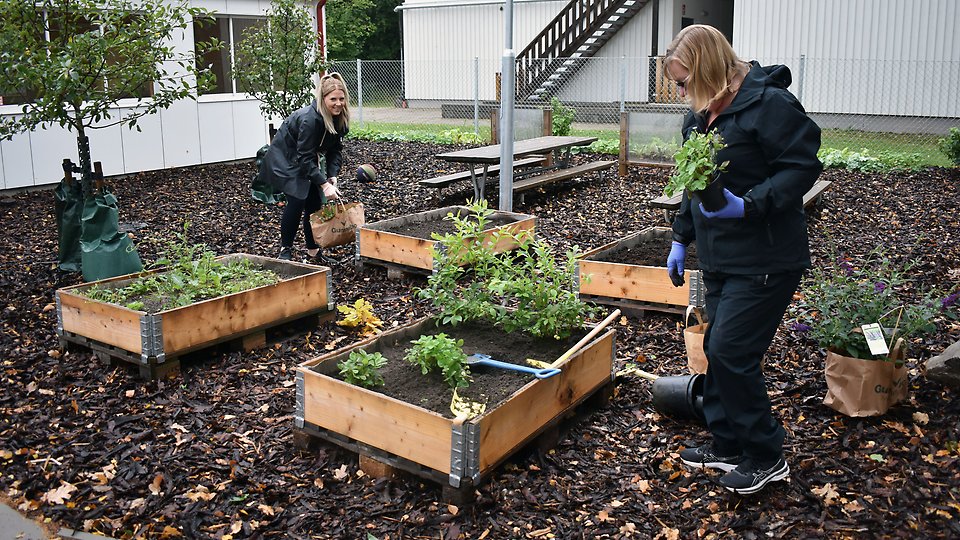 Personalen planterar nya växter